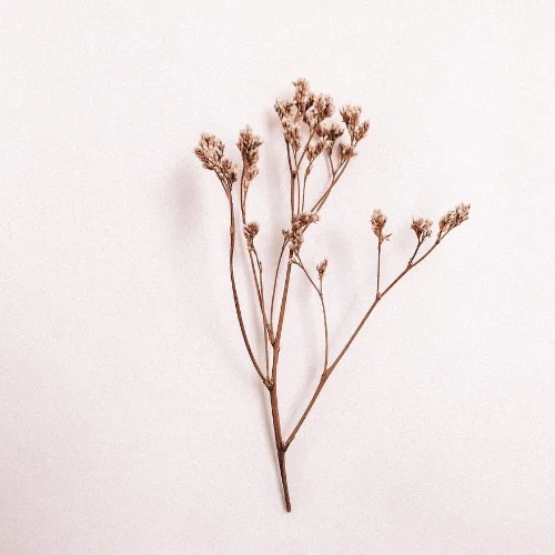 Blush Service 1 Description Image