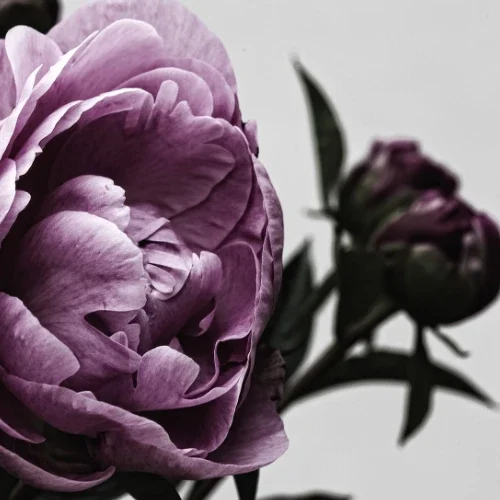 Service 1 Supporting Image